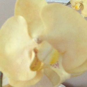 Meet your Posher, Happy